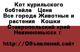 Кот курильского бобтейла › Цена ­ 5 000 - Все города Животные и растения » Кошки   . Ставропольский край,Невинномысск г.